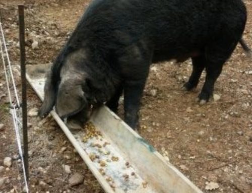 La visite à la ferme de Pontaix : les cochons Gascons