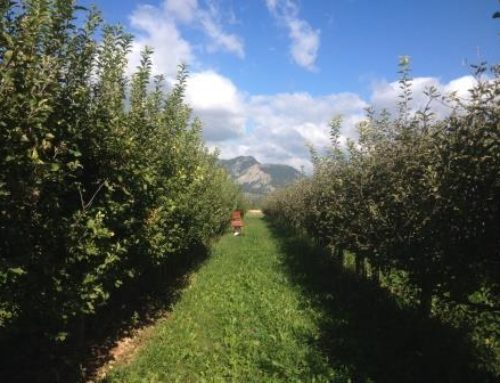 La ferme du Bez : les vergers de Toinon VERDET