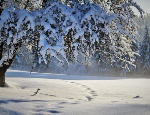 Fêtes de fin d’année : tous nos produits spéciaux !