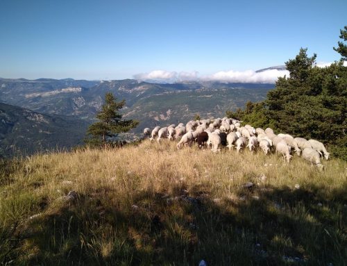 Consommer la viande de la Carline, présentation de notre rayon