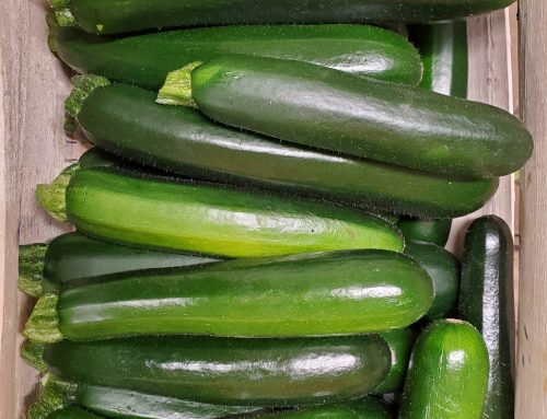 COURGETTES AIGRE-DOUX